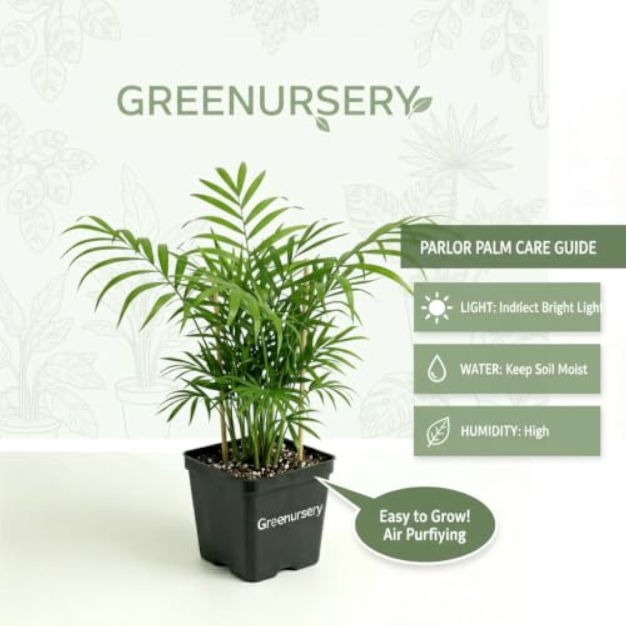 Live Parlor Palm Indoor Decorative Green Plant