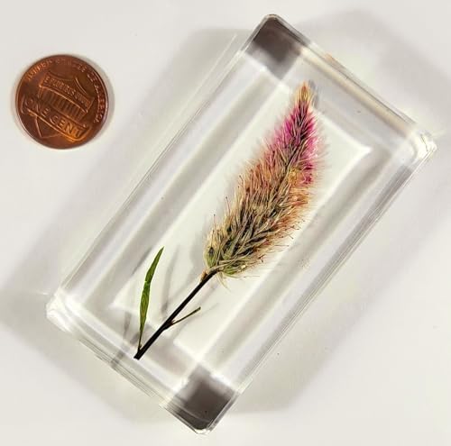 Image of 2.8 inch Real Flamingo Feather Wheat Celosia in Crystal Clear Lucite Resin Paperweight Botanist Herb Herbarium Collection Mother's Day, Anniversary, Wedding Gift Botany Ornament Display Paperweight