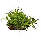 Wasserpflanzen Wolff