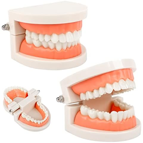 Modelo de Demostración Dental Ledoo Cover