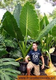 Colocasia gigantea - Thailand Giant Thai Giant Elephant Ear Live Plant- SALE