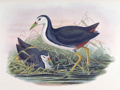 Affiche oiseau waterhen Amaurornis Phoenicurus de John Gould impression toile 60x90cm