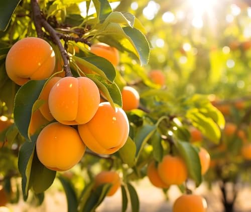 Apricot Tree Seedling for Growing - 1 Yr Old Seedling - Attractive Flowering Seedling (3 Seedlings)