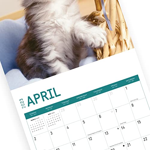 2023 Maine Coon Kittens Wall Calendar By Bright Day, 12X12 Inch, Cute Adorable Pet Cat Photography #TOP6