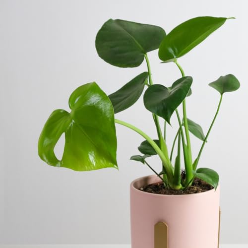 Monstera Plant - Monstera Deliciosa Plant Live - House Plant 4 to 6 Inches Tall - Indoor Plant - Thumbnail 4