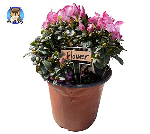 Owlery Copper Plate Metal Plant Labels Garden Stake Tags Reusable Planting Gardening Markers (5 X 2.6 Inch) #TOP1
