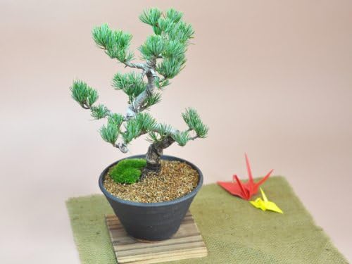 盆栽妙 風格ある五葉松 松の盆栽 幅22cm×樹高27cm 門松 寄せ 植え