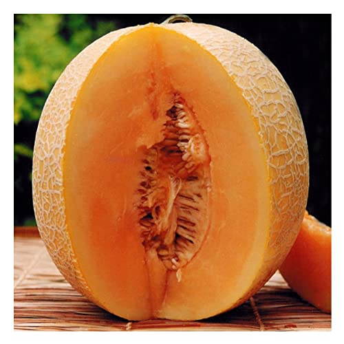 Sementes de Melão Cantaloupe [Hales Best Jumbo] FELTRIN