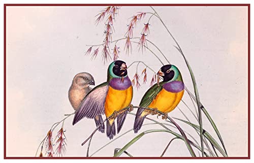 Pair Birds Gouldian Finches John Gould Counted Cross Stitch Pattern