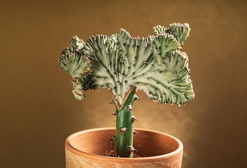 Euphorbia Lactea Cristata