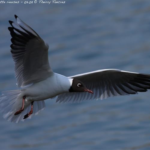 La mouette rieuse, diva des mers