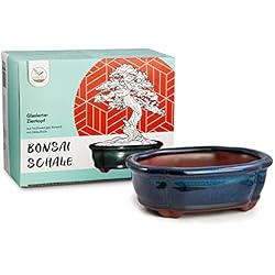 Macetas Ceramica Para Bonsai Maceta para bonsái (pequeña) de cerámica en Azul Marino - Maceta para bonsái Redondeada presentación de su bonsái de Interior - 15 x 5,5 x 11 cm