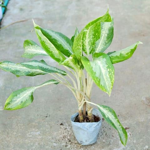 Bedroom Plants Aglaonema Dove in 7 Inch Plant Nursery Real-image-43