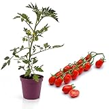 pianta pomodorino datterino in vaso | pomodori dolci e succosi ad alta produzione | pianta da orto per balcone e giardino | facile da coltivare | ideale per insalate e cucina