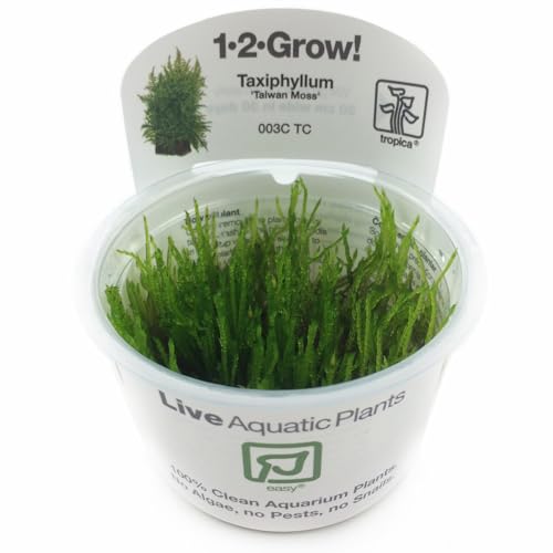 TROPICA Plants 1-2-GROW! TAXIPHYLLUM Taiwan Moss Aquarium Sweet AQUASCAPING