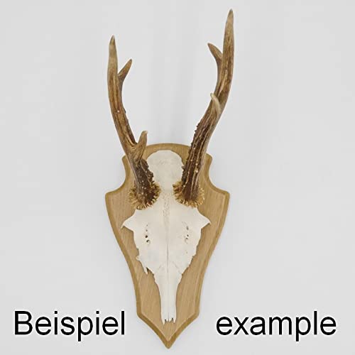 5 Stück REH Trophäenschilder Spitz klein Eiche hell AF 19 cm x 11 cm mit 1 Kieferfach