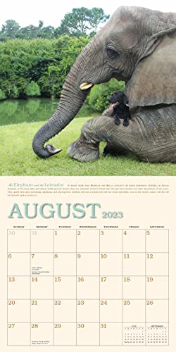 Unlikely Friendships Wall Calendar 2023: Heartwarming Photographs Paired With Stories Of Interspecies Friendships #TOP4