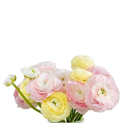 image for Easy to Grow Ranunculus Tecolote 'Pastel Mix' Plant Bulbs (50) Value S