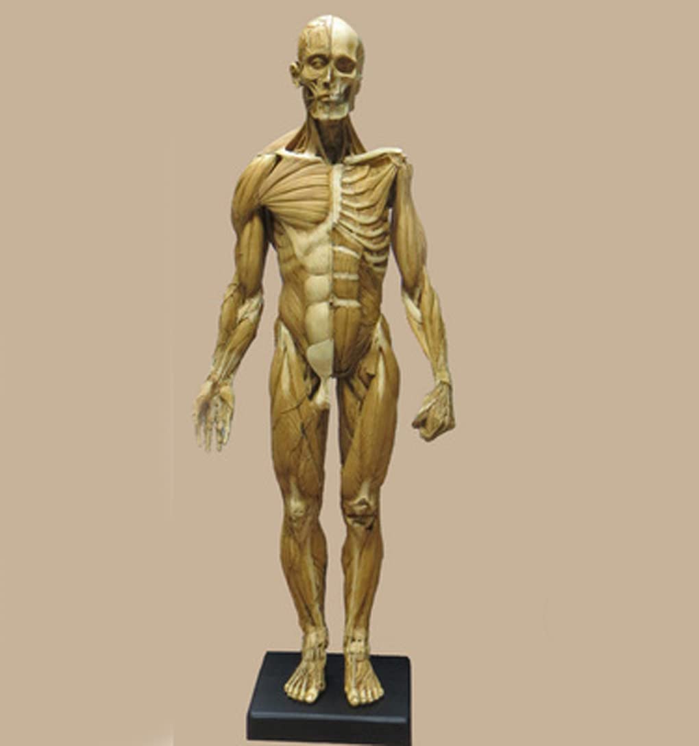 60 cm 23 cale ludzki męski model mięśniowo-szkieletowy anatomia człowieka figura sztuka ludzkie ciało mięśnie i szkielet anatomiczny model do szkoły nauki i nauczania żółty model szkieletu