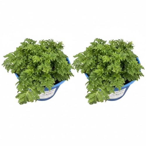 Pianta di Erba Maresina su vaso cm 14 in confezione da 2 piante