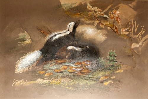 Tableau mouffette par Wolf art mural vintage décoration chambre 60x90cm