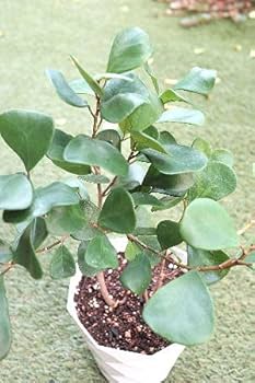 41WmsD2DC1L._AC_UF350,