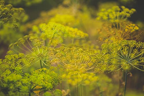Tke Farms - Bouquet Dill Seeds For Planting, 500 Mg, Anethum Graveolens #TOP2