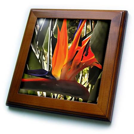 3dRose 8x8 Framed Tile - Apricot Tree Leaked Resin Abstract Macro Painting Acrylic Art - Tree Sap Abstract
