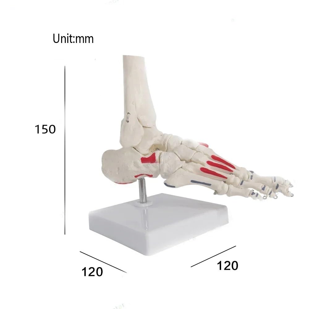 Modelo de esqueleto de anatomía del pie, modelo de huesos y articulaciones del pie de tamaño natural, modelo de pie y tobillo humano con hueso de vástago 1 pieza