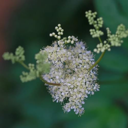 Semillas de reina de los orgánicas, semillas de silvestres de jardín semillas de reina de los comprar 400pcs