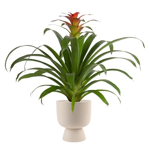 Costa Farms Bromeliad, Flowering Live Indoor Plant in Modern Flower