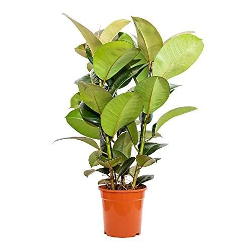 Bonplants Ficus Elastica, Elegante Pianta Vera, Fico del Caucciù, Vaso 21 cm (Robusta Vaso da Vivaio)