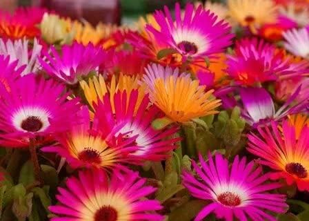 Miniatura 4 de RAISE ME UP Papper Daisy Mix - Flores anuales de acroclinio de rayos solares