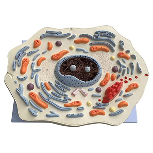 VNABO Modelo animal, modelo de microestructura de células animales, modelo de anatomía, modelo de ciencia, aprendizaje en el aula, modelo de anatomía, modelo de enseñanza