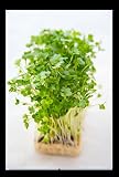 Curly Garden Cress Seeds (200 - 12,800) Peppergrass Wort Halim Aliv CHANDRASHOOR (200 Seeds)