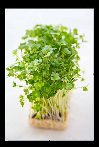 Curly Garden Cress Seeds (200 - 12,800) Peppergrass Wort Halim Aliv Chandrashoor (200 Seeds) #TOP10