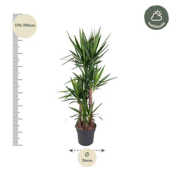 Yucca Elephantipe - 180 cm - Ø 34