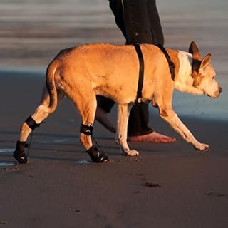 WALKABOUT™ Toe'sUP No Knuckling Boot Brace for Dogs Dragging Paws | Corrective Dog Shoes to Safely Lift Toes