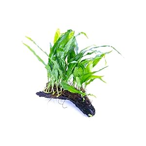 Lincolnshire Pond Plants Ltd – Bogwood, Rocks and PadsTropical Live Aquarium Plants (Small Java Fern On Bogwood)