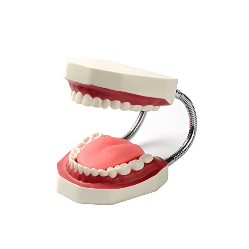 EasyinsmileÂ® Large Teeth Model - Dentist Teaching Oral Hygiene Model 8.66 * 5.9 * 5.5 inches Tooth Model