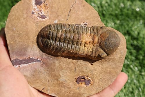Image of Trilobite Fossil Reedops Trilobite Fossil Trilobites Rock Trilobite Fossils from Morocco Trilobite Fossil Trilobites A240