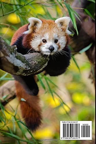 The Red Panda Notebook: Lovely Journal / Diary / Notepad, for Kids Girls, and Teens, Cute Panda With Bamboo - Image 2