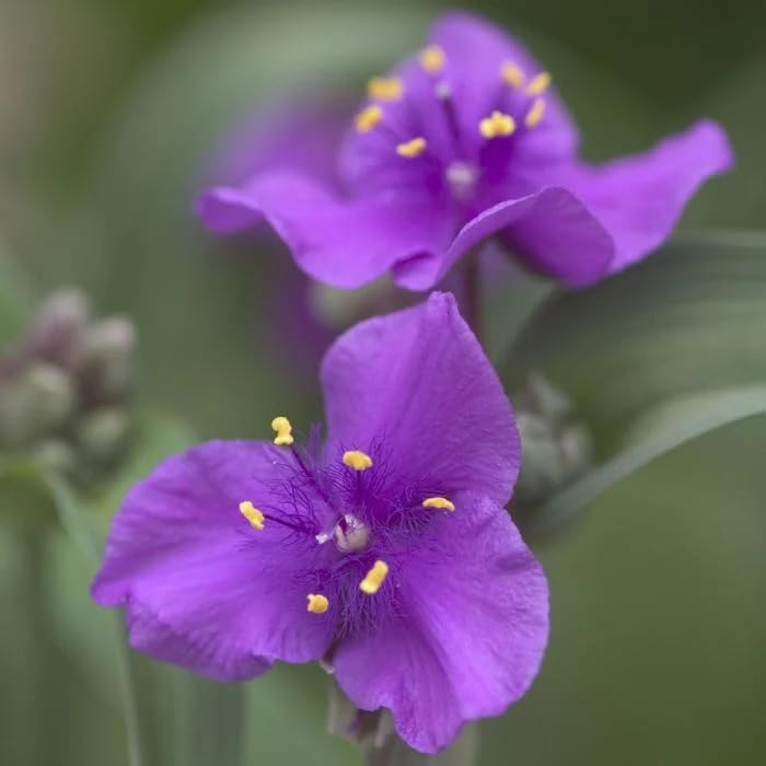 Amazon.com : Votaniki Tradescantia Concord Grape - Perennial