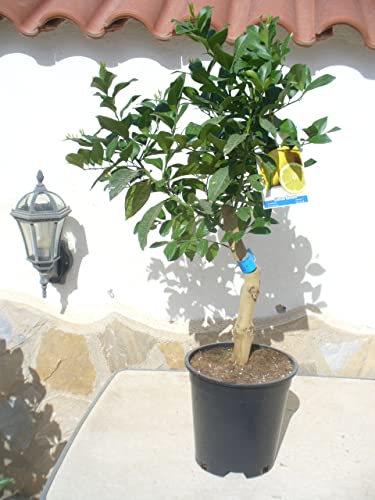 Citronnier tronc haut court env. 95-100 cm (total)