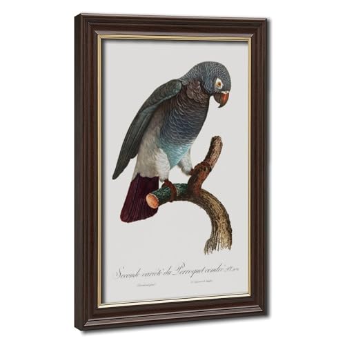 Perroquet gris poster rétro pour créer un salon style cabinet de curiosité