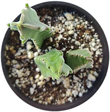 Miniatura 3 de Stapelia Gigantea Zulu - Suculenta gigante Planta de cactus de estrella de mar (4 pulgadas)