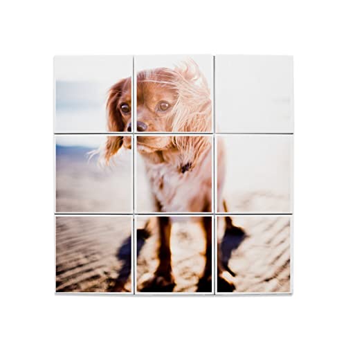 Carreaux Céramique Cavalier King Charles pour célébrer l'amour des chiens dans votre maison