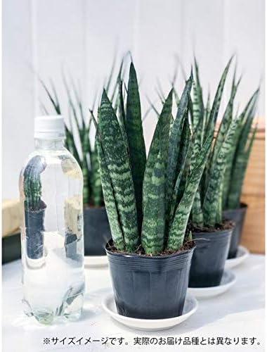 Amazon Co Jp 多肉植物 サンスベリア ファンウッド ミカドタイプ 3号ポット 育て方説明書付き Sansevieria Diy 工具 ガーデン