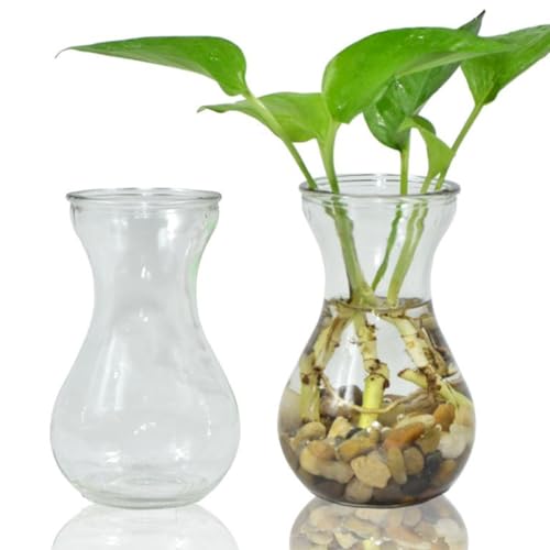 Vase en verre transparent fleurs hydroponiques décoration bureau
