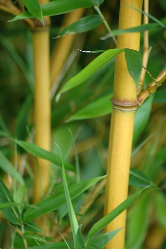 Golden Goddess Bamboo | Extra Large Plants | Bambusa Multiplex Live Privacy Graceful Screening Hedge Golden Goddess Bamboo | Extra Large Plants | Bambusa Multiplex Live Privacy Graceful Screening Hedge